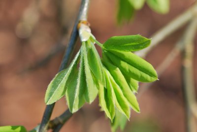 Laburnum x watereri 'Arnold Weeping' - štědřenec Watererův 'Arnold Weeping'- jarní výhonky